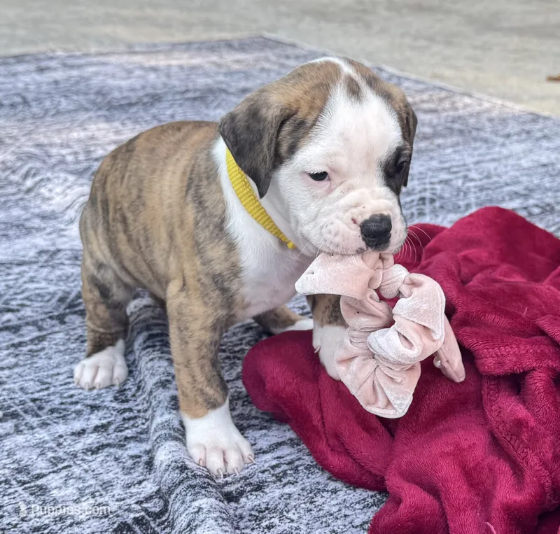 Ultra Rare Tiger Stripe Brindle American Bulldog Daisy May – American Bulldog puppy for sale in Mcdonough, GA