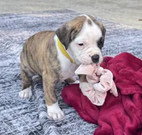 Ultra Rare Tiger Stripe Brindle American Bulldog Daisy May, a female American Bulldog for sale in Mcdonough, GA – 1 of 10