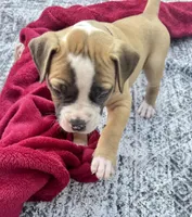 Sadie Ray, a female American Bulldog for sale in Mcdonough, GA – 8 of 9