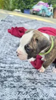 Cletus, a male American Bulldog for sale in Mcdonough, GA – 6 of 8