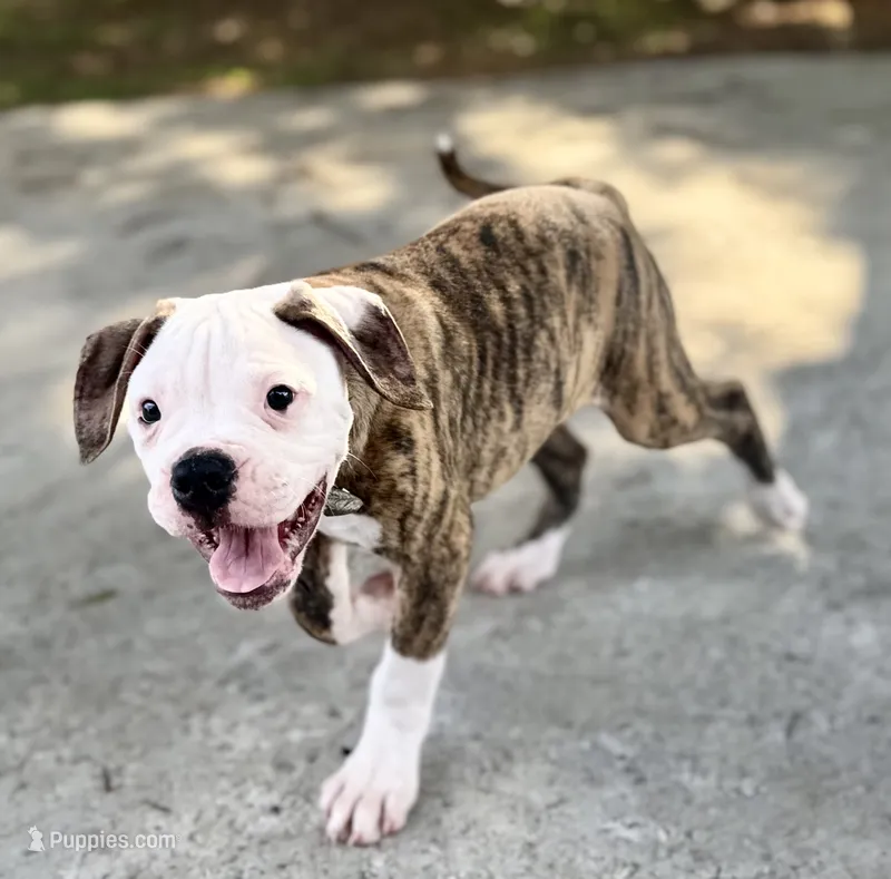 💙Bo ~ Built For Love ❤️ Ready For Family 💙 READY NOW!  – American Bulldog puppy for sale in Mcdonough, GA