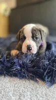 Jolene, a female American Bulldog for sale in Mcdonough, GA – 3 of 6