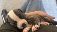Jolene, a female American Bulldog for sale in Mcdonough, GA – 2 of 6
