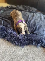 Jolene, a female American Bulldog for sale in Mcdonough, GA – 6 of 6