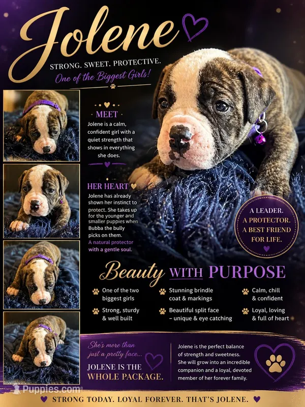 Jolene, a female American Bulldog for sale in Mcdonough, GA – 1 of 6
