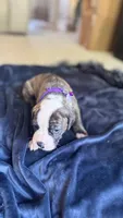 Jolene, a female American Bulldog for sale in Mcdonough, GA – 4 of 6