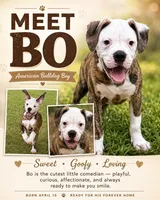 💙Bo ~ Built For Love ❤️ Ready For Family 💙 READY NOW! , a male American Bulldog for sale in Mcdonough, GA – 2 of 10