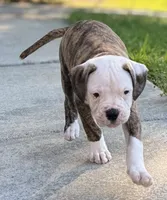 💙Bo ~ Built For Love ❤️ Ready For Family 💙 READY NOW! , a male American Bulldog for sale in Mcdonough, GA – 9 of 10