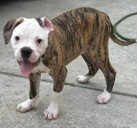 💙Bo ~ Built For Love ❤️ Ready For Family 💙 READY NOW! , a male American Bulldog for sale in Mcdonough, GA – 7 of 10