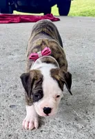     Big Boned Bulldog Beauty • Dolly, a female American Bulldog for sale in Mcdonough, GA – 4 of 10