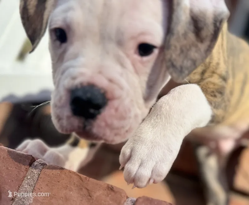Bo – American Bulldog puppy for sale in Mcdonough, GA