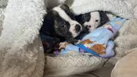 Chunky Handsome Heartthrob Roscoe, a male American Bulldog for sale in Mcdonough, GA – 10 of 10