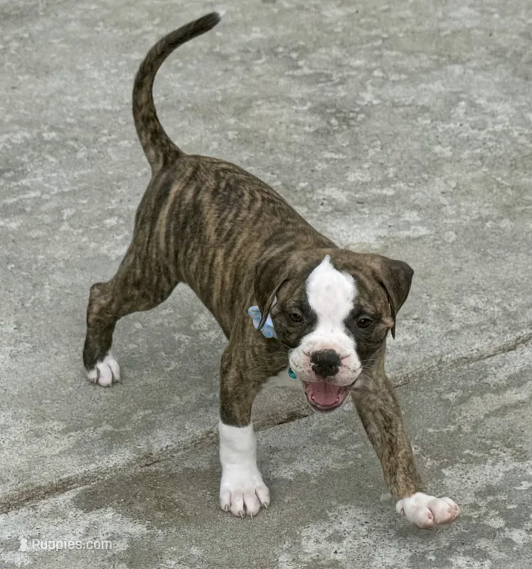 Talkative Little Sweetheart ~ Lula Belle – American Bulldog puppy for sale in Mcdonough, GA