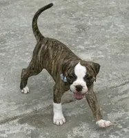 Lula Belle The little angel with the big ♥️, a female American Bulldog for sale in Mcdonough, GA – 3 of 10