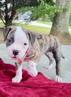     Big Boned Bulldog Beauty • Dolly, a female American Bulldog for sale in Mcdonough, GA – 10 of 10
