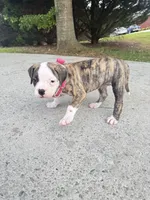     Big Boned Bulldog Beauty • Dolly, a female American Bulldog for sale in Mcdonough, GA – 9 of 10