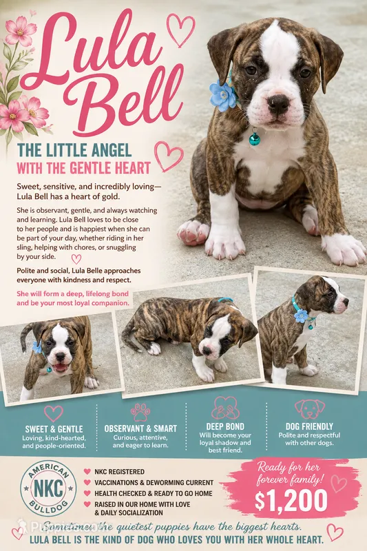 Lula Belle The little angel with the big ♥️ – American Bulldog puppy for sale in Mcdonough, GA