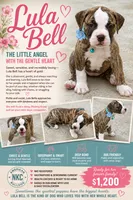 Lula Belle The little angel with the big ♥️, a female American Bulldog for sale in Mcdonough, GA – 1 of 10
