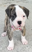     Big Boned Bulldog Beauty • Dolly, a female American Bulldog for sale in Mcdonough, GA – 7 of 10