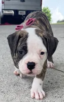     Big Boned Bulldog Beauty • Dolly, a female American Bulldog for sale in Mcdonough, GA – 1 of 10