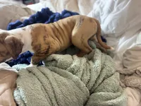 🌼Daisy May🌼Gentle Giant and Future Best Friend! READY NOW!!, a female American Bulldog for sale in Mcdonough, GA – 8 of 8