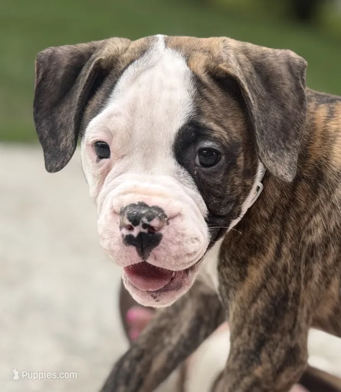 Cletus – The Happy-Go-Lucky Heart Stealer – American Bulldog puppy for sale in Mcdonough, GA