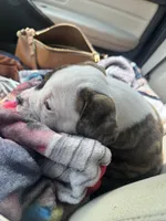 About Waylon — The Shotgun Rider 🤎🚙, a male American Bulldog for sale in Mcdonough, GA – 10 of 10