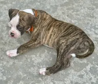 Cletus – The Happy-Go-Lucky Heart Stealer, a male American Bulldog for sale in Mcdonough, GA – 6 of 10