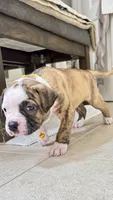 Daisy May the Gentle Giant, a female American Bulldog for sale in Mcdonough, GA – 5 of 8