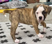 🌼Daisy May🌼Gentle Giant and Future Best Friend! READY NOW!!, a female American Bulldog for sale in Mcdonough, GA – 5 of 8