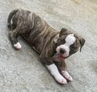 Lula Belle The little angel with the big ♥️, a female American Bulldog for sale in Mcdonough, GA – 5 of 10