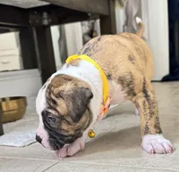 Daisy May the Gentle Giant, a female American Bulldog for sale in Mcdonough, GA – 3 of 8