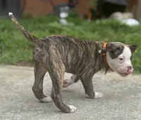 Cletus – The Happy-Go-Lucky Heart Stealer, a male American Bulldog for sale in Mcdonough, GA – 7 of 10