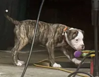 Cletus – The Happy-Go-Lucky Heart Stealer, a male American Bulldog for sale in Mcdonough, GA – 9 of 10