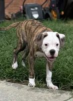 💙Bo ~ Built For Love ❤️ Ready For Family 💙 READY NOW! , a male American Bulldog for sale in Mcdonough, GA – 3 of 10
