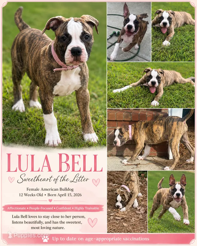 💟 Lulla Belle 💜 The Puppy That Just WantsTo Love  You! 💟 READY NOW – American Bulldog puppy for sale in Mcdonough, GA