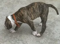 Cletus – The Happy-Go-Lucky Heart Stealer, a male American Bulldog for sale in Mcdonough, GA – 8 of 10