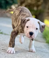 💙Bo ~ Built For Love ❤️ Ready For Family 💙 READY NOW! , a male American Bulldog for sale in Mcdonough, GA – 7 of 10