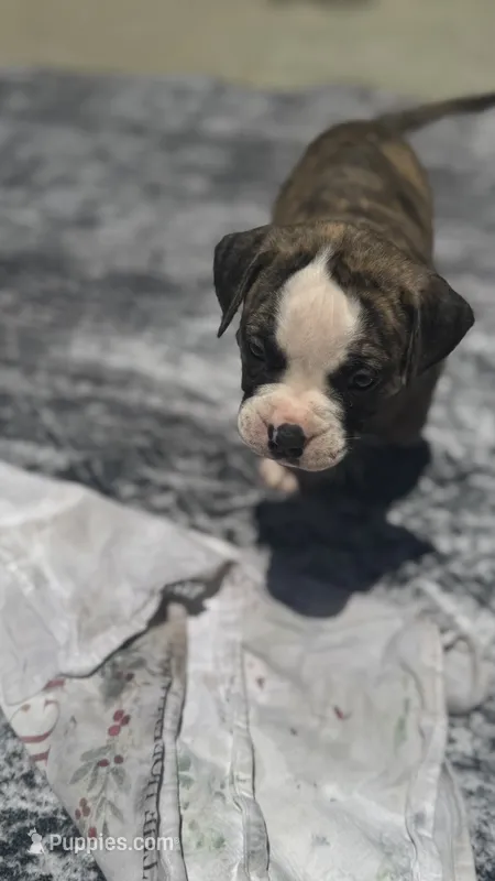 Lula Belle – American Bulldog puppy for sale in Mcdonough, GA
