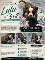 Lula Belle, a female American Bulldog for sale in Mcdonough, GA – 2 of 8