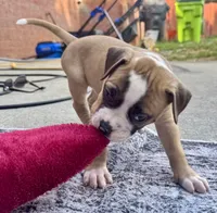 Sadie Ray, a female American Bulldog for sale in Mcdonough, GA – 9 of 9