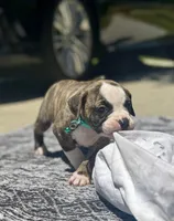 Lula Belle, a female American Bulldog for sale in Mcdonough, GA – 4 of 8