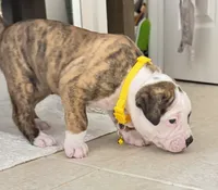 Daisy May the Gentle Giant, a female American Bulldog for sale in Mcdonough, GA – 2 of 8