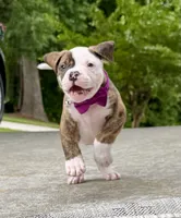 Meet Waylon… the puppy that quietly stole the spotlight, a male American Bulldog for sale in Mcdonough, GA – 5 of 10