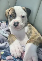 About Waylon — The Shotgun Rider 🤎🚙, a male American Bulldog for sale in Mcdonough, GA – 2 of 10
