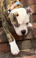 💙Bo ~ Built For Love ❤️ Ready For Family 💙 READY NOW! , a male American Bulldog for sale in Mcdonough, GA – 10 of 10