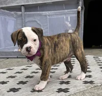 Meet Waylon… the puppy that quietly stole the spotlight, a male American Bulldog for sale in Mcdonough, GA – 2 of 10
