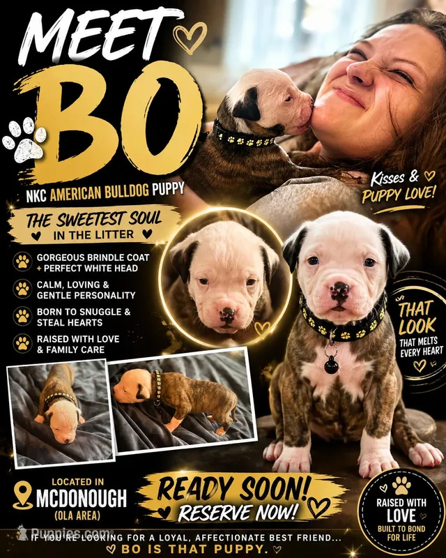 Bo – American Bulldog puppy for sale in Mcdonough, GA