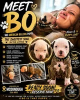 Bo, a male American Bulldog for sale in Mcdonough, GA – 1 of 6