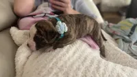 Lula Belle, a female American Bulldog for sale in Mcdonough, GA – 7 of 8